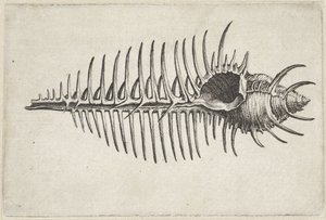  द्वारा Wenceslaus Hollar