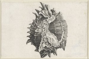 शैल, फाइलोनोटस एरिथ्रोस्टोमस शैल (श्रृंखला शीर्षक) द्वारा Wenceslaus Hollar