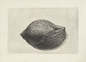शैल, टोना पेर्डिक्स शैल (श्रृंखला शीर्षक) द्वारा Wenceslaus Hollar