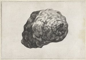 शैल, टर्बो सरमैटिकस शैल (श्रृंखला शीर्षक) द्वारा Wenceslaus Hollar