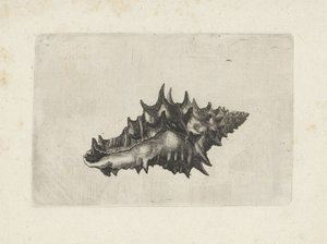  द्वारा Wenceslaus Hollar