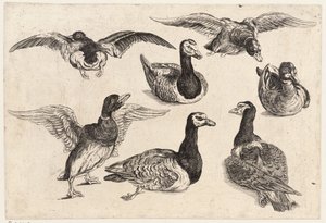 सात बत्तख द्वारा Wenceslaus Hollar