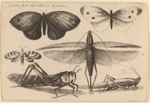 छह कीड़े द्वारा Wenceslaus Hollar