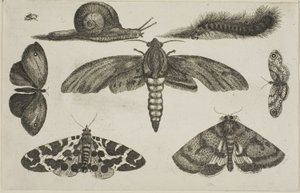 छह कीड़े, एक कैटरपिलर और एक घोंघा द्वारा Wenceslaus Hollar
