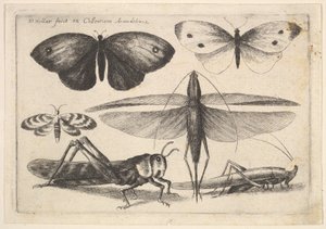 छह कीड़े, 1646। द्वारा Wenceslaus Hollar