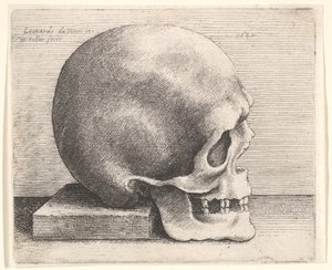 प्रोफाइल में दाईं ओर खोपड़ी, 1645। द्वारा Wenceslaus Hollar