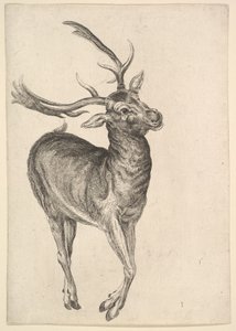 स्टैग, 1625-77। द्वारा Wenceslaus Hollar