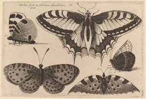 तीन तितलियाँ और दो पतंगे द्वारा Wenceslaus Hollar