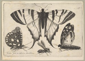 तीन तितलियों और एक ततैया, 1646। द्वारा Wenceslaus Hollar