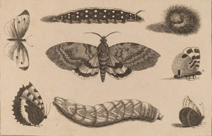 तीन कैटरपिलर, एक मोथ और चार तितलियाँ। द्वारा Wenceslaus Hollar