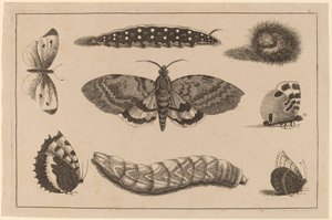 तीन कैटरपिलर, एक कीट, और चार तितलियाँ द्वारा Wenceslaus Hollar