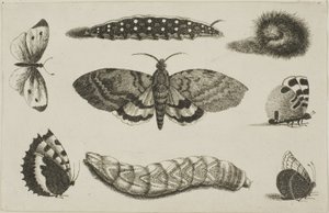 तीन कैटरपिलर, एक पतंगा और चार तितलियाँ द्वारा Wenceslaus Hollar