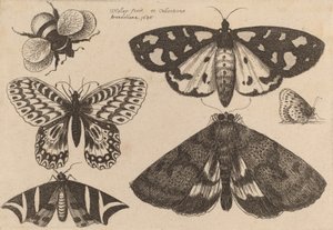 तीन पतंगे, दो तितलियाँ और एक भौंरा, 1646। द्वारा Wenceslaus Hollar