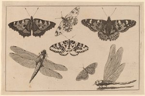 दो ड्रैगनफ़्लाइज़ और पाँच तितलियाँ द्वारा Wenceslaus Hollar
