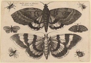 दो पतंगे और छह कीड़े द्वारा Wenceslaus Hollar