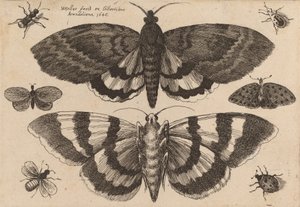 दो पतंगे और छह कीड़े, 1646। द्वारा Wenceslaus Hollar