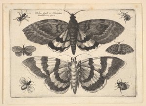 दो पतंगे और छह कीड़े, 1645। द्वारा Wenceslaus Hollar