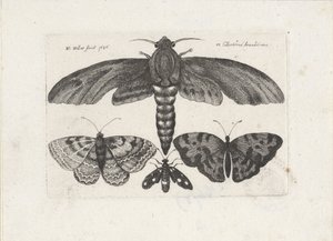  द्वारा Wenceslaus Hollar