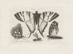  द्वारा Wenceslaus Hollar