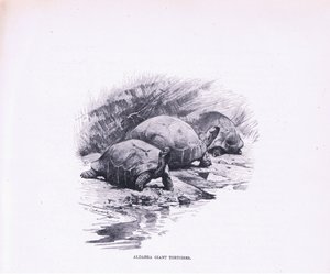विशालकाय कछुए, दुनिया के समाज से चित्रण, c.1910 द्वारा विल्हेम कुह्नर्ट