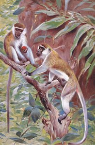 ग्रीन मंकी, वर्ल्ड की चिल्ड्रेन से चित्रण, c.1910 द्वारा विल्हेम कुह्नर्ट