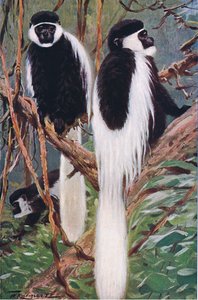 गेरेज़ा, विश्व की चित्रकथा, c.1910