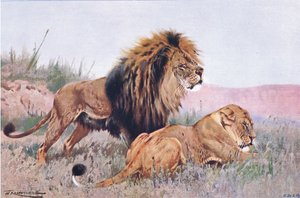 शेर और शेरनी, चित्रण विश्व की जीवन शैली से, c.1910