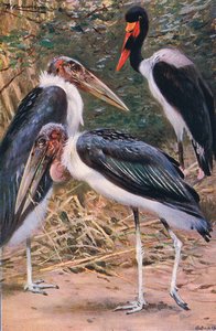 Marabou और Jabiru, विश्व की व्याख्या से, c.1910