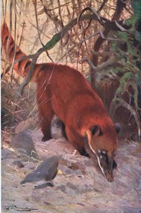 Red Coati, फ्रेडरिक वार्न एंड कंपनी द्वारा प्रकाशित विश्व के वन्यजीव से, c.1900 द्वारा विल्हेम कुह्नर्ट