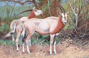 सेबल एंटेलोप, चित्रण दुनिया की दुनिया से, c.1910 द्वारा विल्हेम कुह्नर्ट