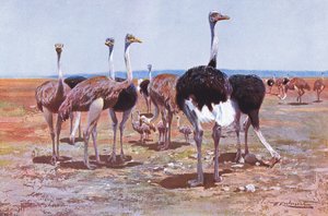 सोमाली शुतुरमुर्ग, दुनिया का चित्रण, c.1910