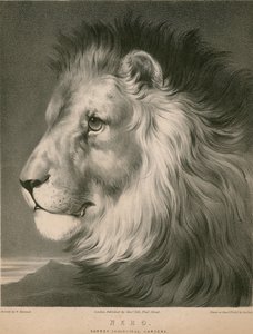 नीरो द शेर, सरे जूलॉजिकल गार्डन, लंदन