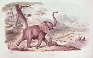 जंगली हाथी का शिकार, 1841 में WC हैरिस द्वारा &39;वाइल्ड स्पोर्ट्स ऑफ साउथ अफ्रीका&39; का चित्रण
