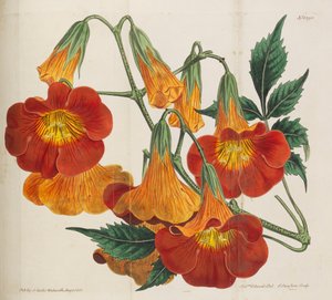 वानस्पतिक पत्रिका, 1787-1833।