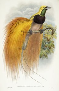 पैराडाइसिया अगस्ता विक्टोरिया, 1891-1898
