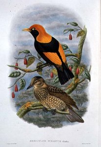 सेरिकुलस मेलिनस (रंग लिथो)