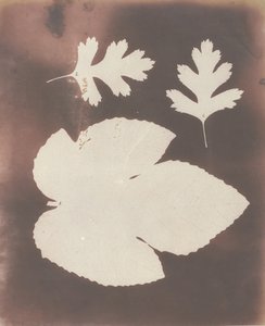 1. अंजीर का पत्ता। 2. व्हाइट थॉर्न लीफ, 1839। द्वारा विलियम हेनरी फॉक्स टैलबोट