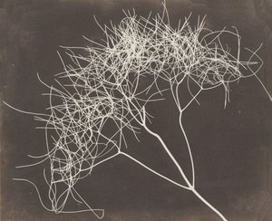 [जंगली सौंफ़], 1841-42।