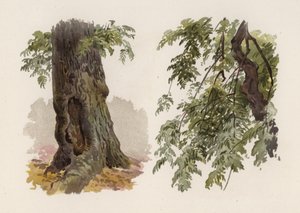 पेड़: राख (रंग लिथो)
