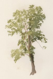 पेड़: एल्म (रंग लिथो)