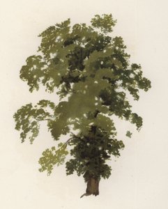 पेड़: एल्म (रंग लिथो)