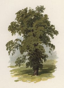 पेड़: एल्म (रंग लिथो)
