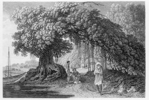 विलियम होजेस द्वारा &39;ट्रैवल्स इन इंडिया इन द इयर्स 1780-83&39; में एक बरगद का पेड़, जो बेंजामिन पॉन्सी (fl.1772-99) द्वारा उत्कीर्ण है, 1792 में प्रकाशित हुआ।
