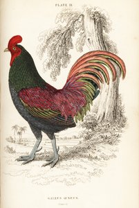 सुमात्रा का कांस्य मुर्गा, Gallus aeneus द्वारा विलियम होम लिज़र