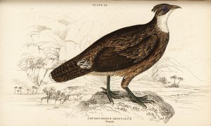 Himalayan monal, female, Lophophorus impejanus (Impeyan lophophorus, Lophophorus impeyanus) द्वारा विलियम होम लिज़र