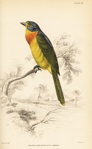 ऑरेंज-ब्रेस्टेड बुशश्रीक या सल्फर-ब्रेस्टेड बुशशरिक, क्लोरोफोनस सल्फ्यूरियोपेक्टस द्वारा विलियम होम लिज़र