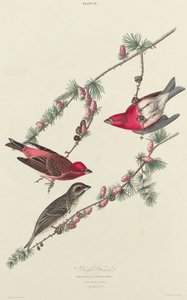 पर्पल फिंच, 1827। द्वारा विलियम होम लिज़र