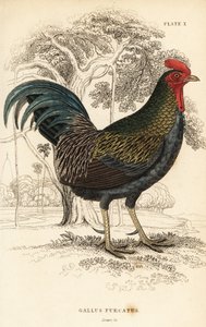 रेड जंगलफॉवल, गैलस गैलस जावनिकस