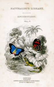 द नैचुरिस्ट्स लाइब्रेरी, एंटोमोलॉजी, वॉल्यूम V, तितलियों, c1833-1865। द्वारा विलियम होम लिज़र