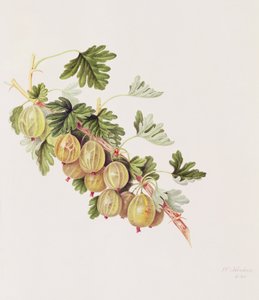 ग्रीन गूसबेरी, 1815 द्वारा विलियम हूकर